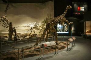 Fossil Schädel von ausgestorben , Titanosaurus Australien, Patagonien, Argentinien. foto