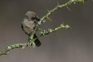 Bucht geflügelt Cowbird im calden Wald Umfeld, la Pampa Provinz, Patagonien, Argentinien. foto