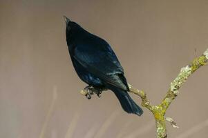 Bucht geflügelt Cowbird im calden Wald Umfeld, la Pampa Provinz, Patagonien, Argentinien. foto