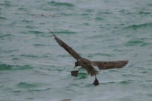 Riese Sturmvogel , Halbinsel Valdes, UNESCO Welt Erbe Grundstück, chubut Provinz, Patagonien, Argentinien. foto