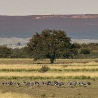 blühte Feld im das Pampas schmucklos, la Pampa Provinz, Patagonien, Argentinien. foto