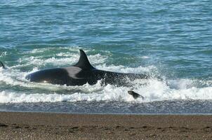 Mörder Wal, Orca, Jagd ein Meer Löwen , Halbinsel Valdes, Patagonien Argentinien foto