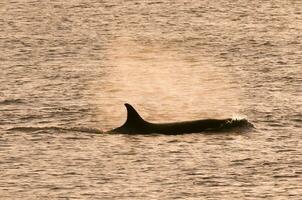 Meer Landschaft mit Orca, Patagonien , Argentinien foto