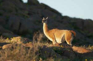 Guanakos im lihue Calel National Park, la Pampa, Patagonien, Argentinien. foto