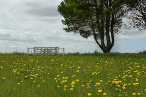 Frühling Landschaft, la Pampa, Argentinien foto