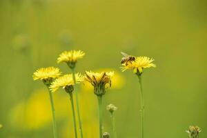 Biene auf ein wild Blume, Patagonien foto