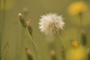 fliegend Samen, wild Blume, Patagonien foto