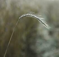 Weizen Spikes ,Getreide gepflanzt im la Pampa, Argentinien foto