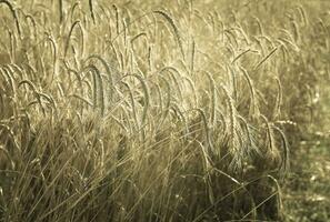 Weizen Spikes ,Getreide gepflanzt im la Pampa, Argentinien foto