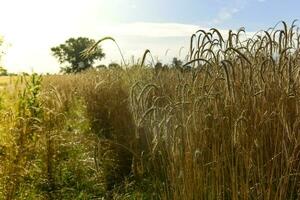 Weizen Spikes ,Getreide gepflanzt im la Pampa, Argentinien foto