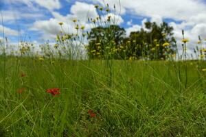 wild Blumen und Kiefern, Patagonien foto