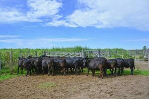 Vieh Kuh im la Pampa, Argentinien foto