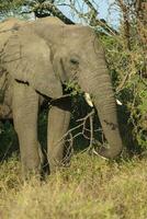 afrikanisch Elefant Essen, Süd Afrika foto