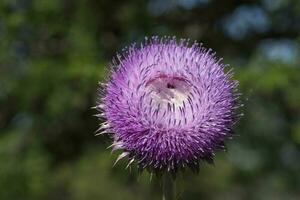 wild Blume im Patagonien, Argentinien foto