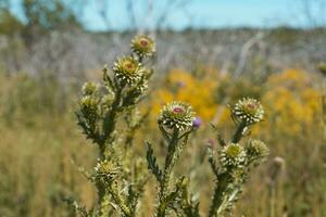 wild Blume im Patagonien, Argentinien foto