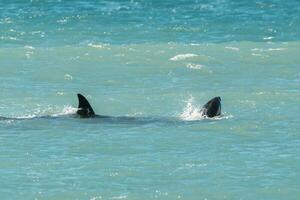 Orca Familie, Patagonien Argentinien foto
