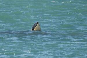 Orca Baby, Patagonien Argentinien foto