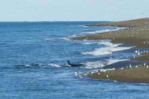 Orca Jagd, Patagonien Argentinien foto