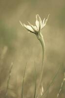 Gelb wild Blume im Patagonien, Argentinien foto