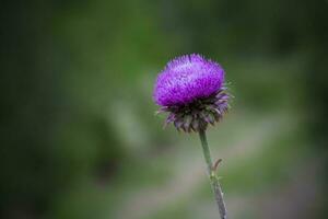 wild Blume im Patagonien, Argentinien foto