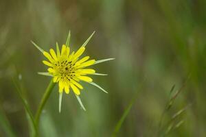 wild Blume im Patagonien, Argentinien foto