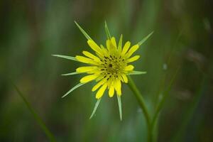 wild Blume im Patagonien, Argentinien foto