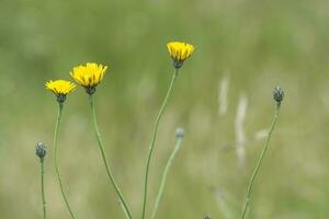 wild Blume im Patagonien, Argentinien foto