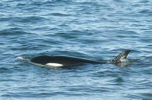 Orca jagen Meer Löwen, Patagonien , Argentinien foto