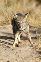 Pampas grau Fuchs im Pampas Gras Umfeld, la Pampa Provinz, Patagonien, Argentinien. foto