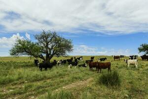 lenkt gefüttert auf Weide, la Pampa, Argentinien foto