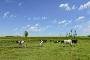 lenkt gefüttert auf Weide, la Pampa, Argentinien foto