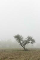 einsam Baum im dick Nebel beim Dämmerung, im Pampas Landschaft, la Pampa Provinz, Patagonien, Argentinien. foto