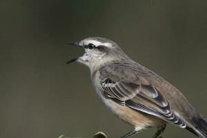 Weiß gebändert Spottdrossel, Mimus Triurus, calden Wald, la Pampa , Argentinien foto