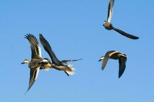 Weiß frech Spießente, im Flug, la Pampa Provinz, Patagonien, Argentinien foto