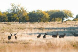 Herde von rot Hirsch im la Pampa, Argentinien, Parque luro, Natur Reservieren foto