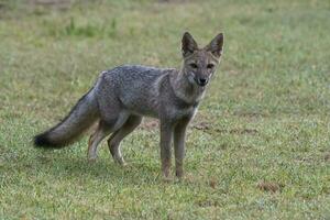 Pampas grau Fuchs im Pampas Gras Umfeld, la Pampa Provinz, Patagonien, Argentinien. foto