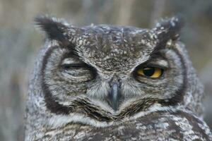 großartig gehörnt Eule, Bubo Virginianus nacurutu, Halbinsel Valdes, Patagonien, Argentinien. foto