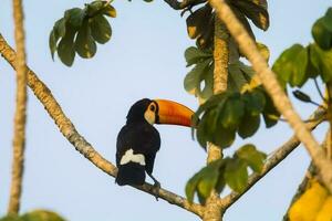 toco Tukan, im Wald Umwelt, Pantanal, Brasilien foto