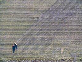 Traktor und Sämaschine, Direkte Aussaat im das Pampa, Argentinien foto