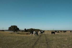 Kühe im das Argentinien Landschaft foto