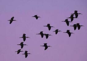 Weiß konfrontiert ibis , la Pampa, Patagonien, Argentinien foto