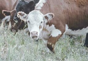 Kühe im Land,in Pampas Landschaft, Argentinien foto