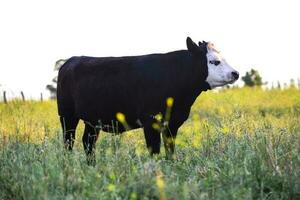 Kühe im natürlich Felder, Buenos Lüfte, Argentinien foto