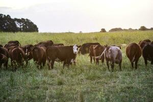 gefüttert Gras Vieh, Kühe im Pampas, Argentinien foto