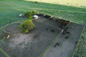 das Vieh erziehen im Pampas Landschaft, la Pampa Provinz, Argentinien. foto