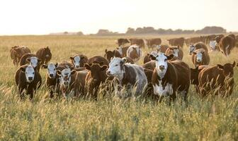 Kühe im Landschaft, Pampas, Argentinien foto