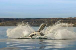 Wal Springen im Halbinsel Valdés, Puerto madryn, Patagonien, Argentinien foto