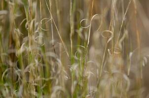 Gras Textur abstrakt Muster, erkunden das Wesen von abstrahiert Wiese foto