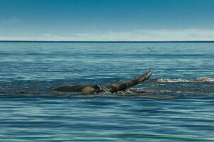 Süd- richtig Wal, Brust Flosse, puerto madryn, Patagonien, Argentinien foto