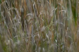 Gras Textur abstrakt Muster, erkunden das Wesen von abstrahiert Wiese foto